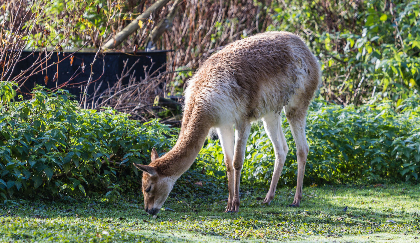 Tierpark Hellabrunn Herbst 2022