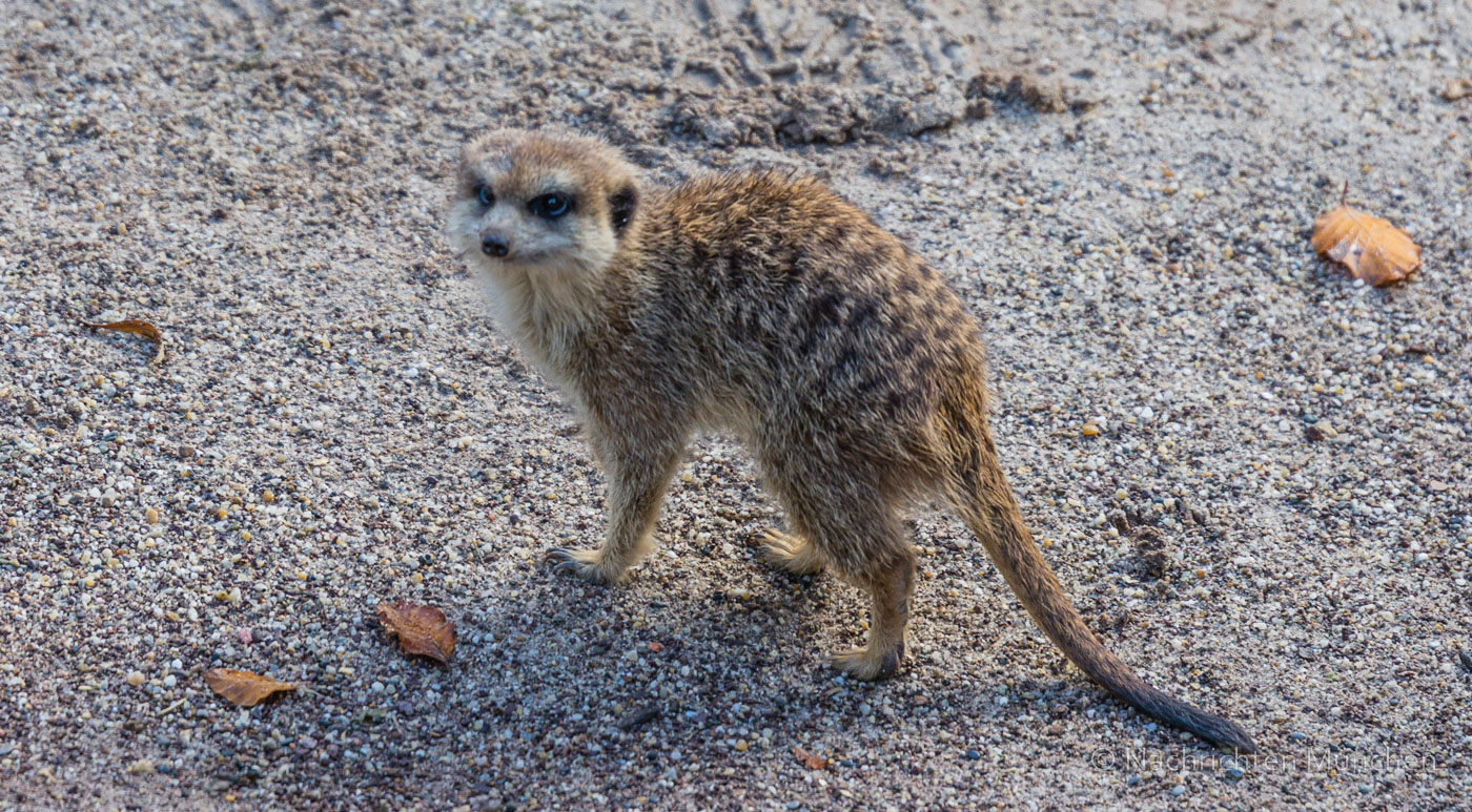 Tierpark Hellabrunn Herbst 2022