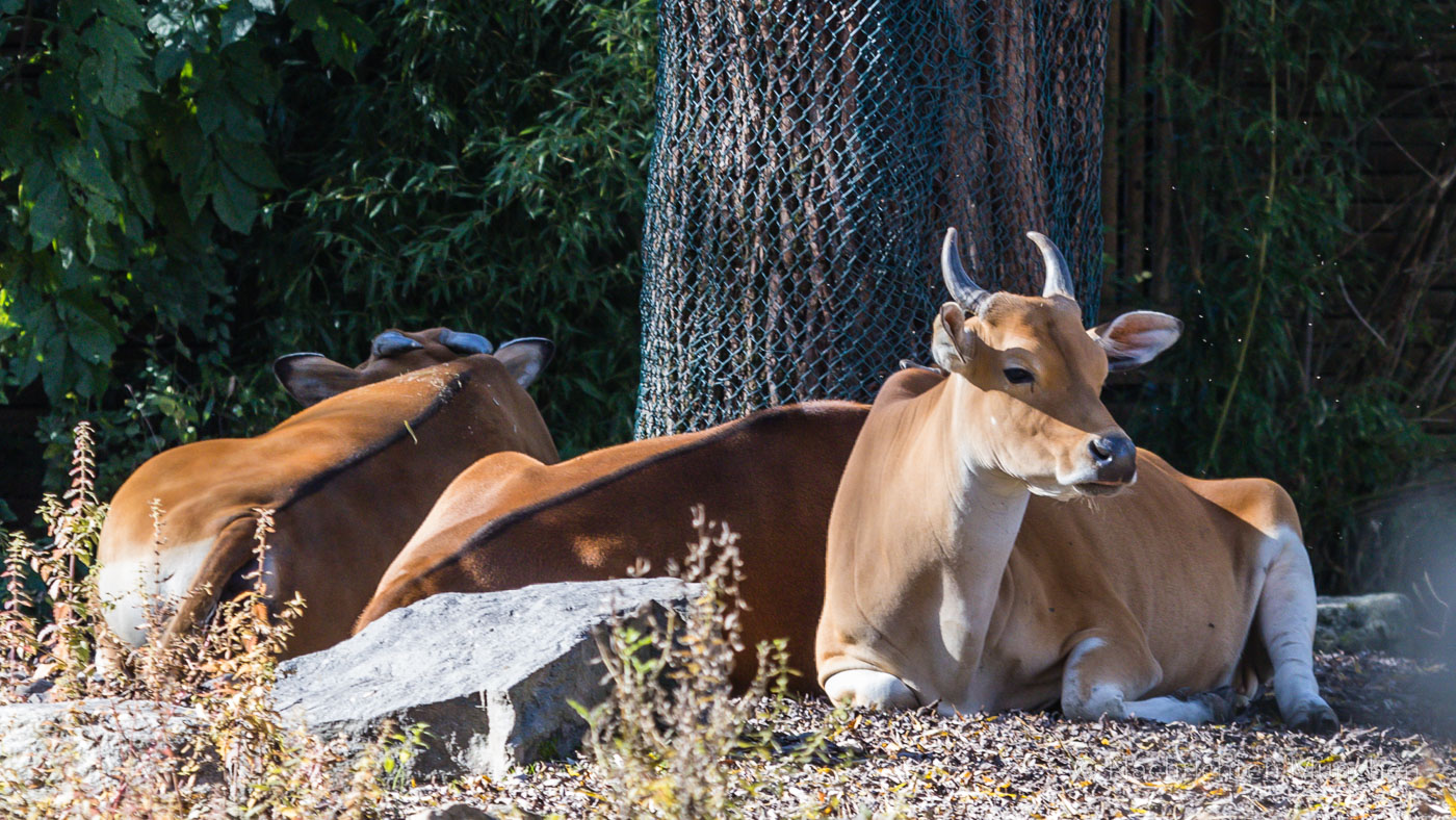 Tierpark Hellabrunn Herbst 2022