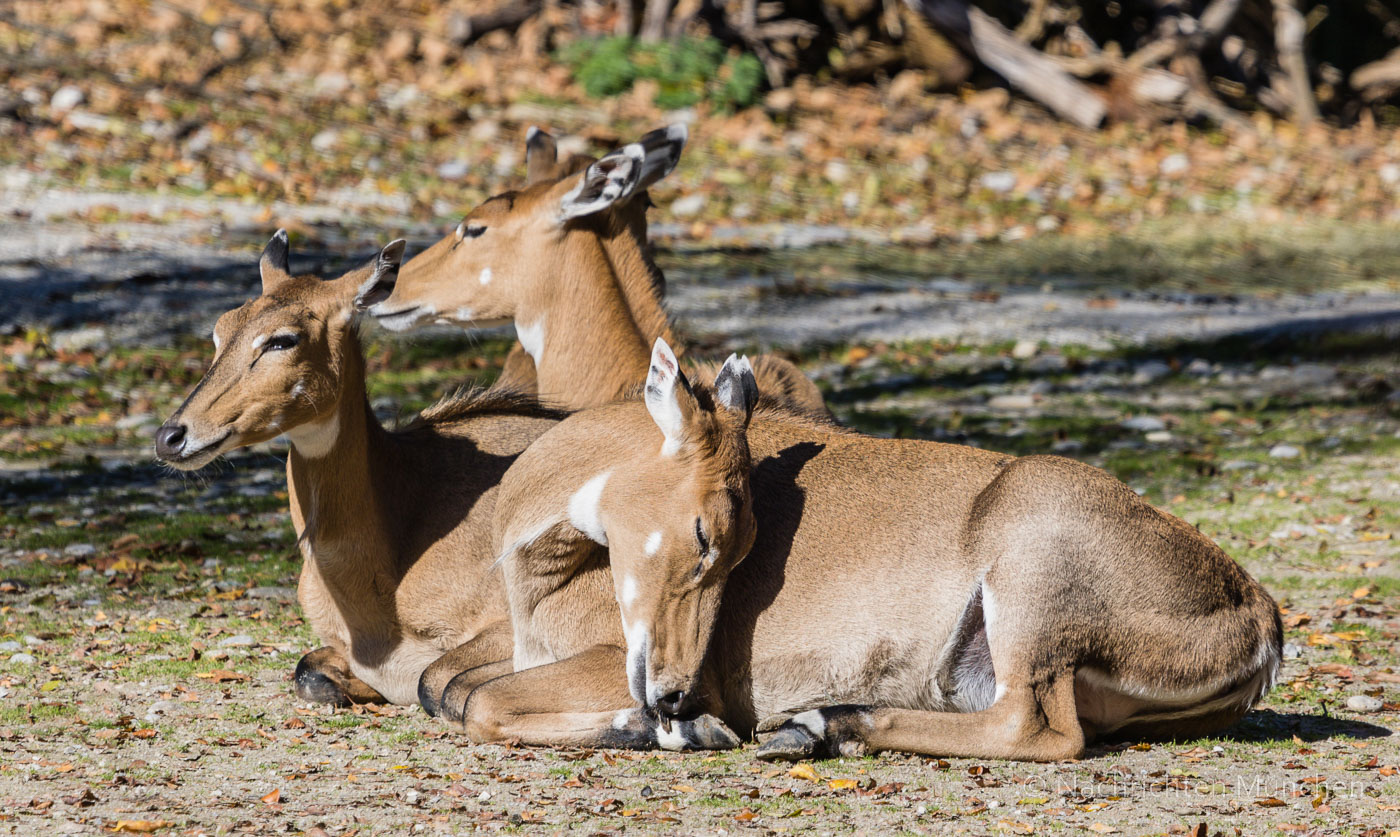 Tierpark Hellabrunn Herbst 2022