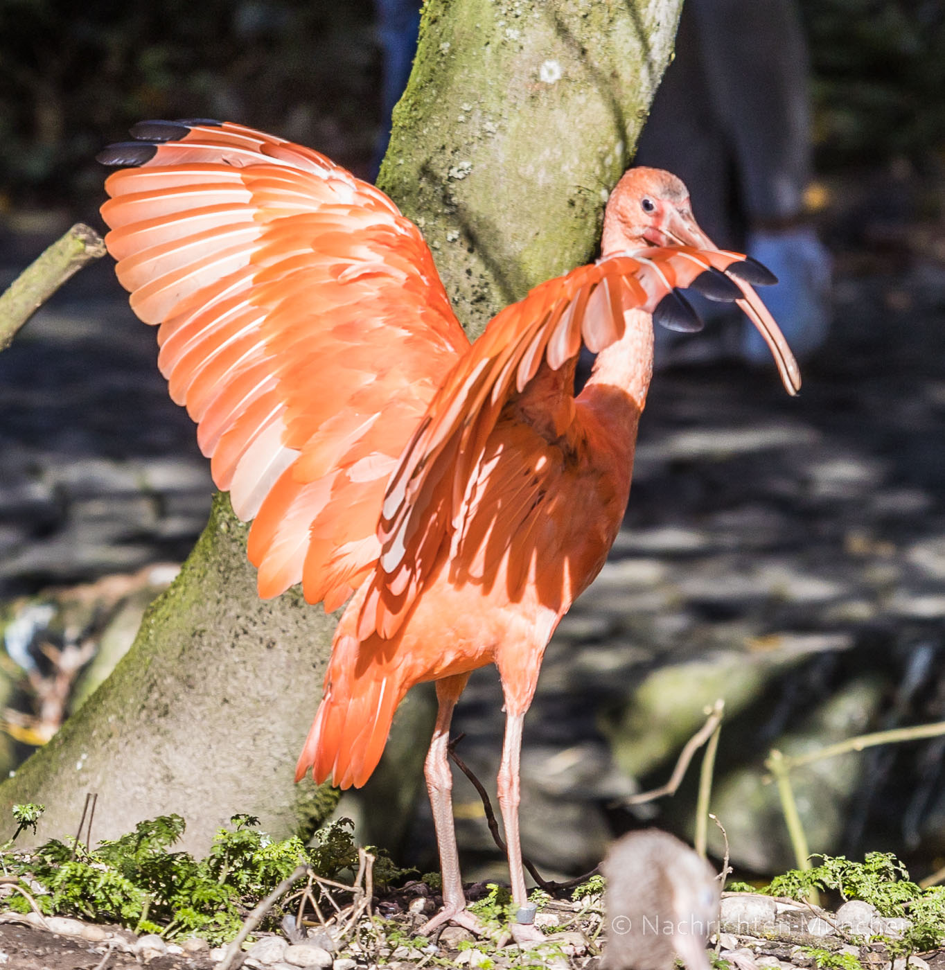 Tierpark Hellabrunn Herbst 2022