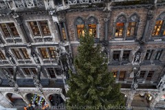 Christbaum-fuer-Muenchen-2019-033