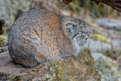 Hellabrunn-am-15.03.2021-0030