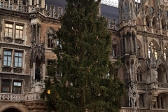 Eich Christbaum für München aus Farchant (19 von 27)