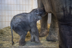 Elefant Otto erkundet sein Zuhause