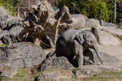 Elefant-Otto-erkundet-die-Aussenanlage-11-von-21