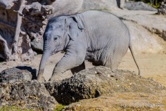 Elefant-Otto-erkundet-die-Aussenanlage-12-von-21