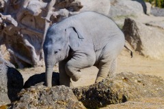 Elefant-Otto-erkundet-die-Aussenanlage-13-von-21