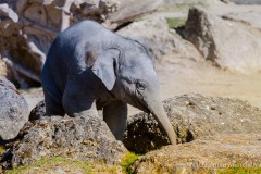 Elefant-Otto-erkundet-die-Aussenanlage-14-von-21