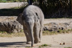 Elefant-Otto-erkundet-die-Aussenanlage-2-von-21