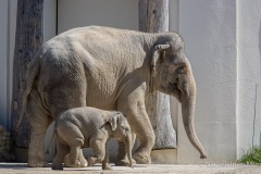 Elefant-Otto-erkundet-die-Aussenanlage-21-von-21