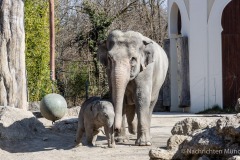 Elefant-Otto-erkundet-die-Aussenanlage-6-von-21