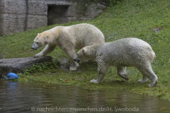 Die-neue-Eisbaeren-Weibchen-Gruppe-in-Hellabrunn-23