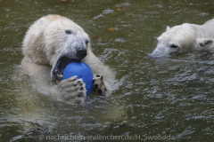 Die-neue-Eisbaeren-Weibchen-Gruppe-in-Hellabrunn-28