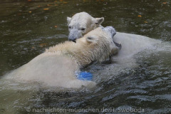 Die-neue-Eisbaeren-Weibchen-Gruppe-in-Hellabrunn-29