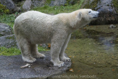 Die-neue-Eisbaeren-Weibchen-Gruppe-in-Hellabrunn-7