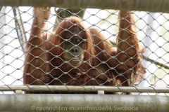 Tierpark Hellabrunn: Fertigstellung des Hauses der kleinen Affen