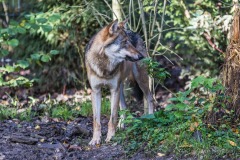 Tierpark Hellabrunn Herbst 2022