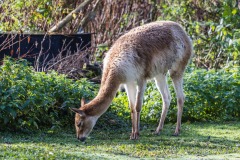 Tierpark Hellabrunn Herbst 2022