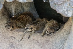 Tierpark Hellabrunn Herbst 2022