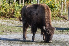 Tierpark Hellabrunn Herbst 2022