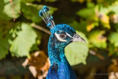 Tierpark Hellabrunn Herbst 2022