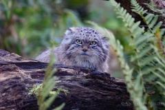 Tierpark Hellabrunn Herbst 2022