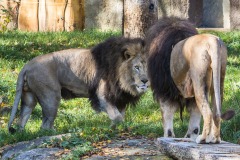 Tierpark Hellabrunn Herbst 2022
