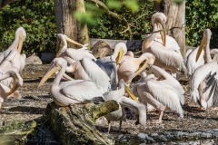 Tierpark Hellabrunn Herbst 2022