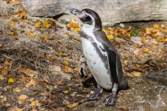 Tierpark Hellabrunn Herbst 2022