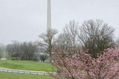 Kirschbluetenzeit-im-Olympiapark-10-von-50