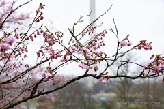 Kirschbluetenzeit-im-Olympiapark-36-von-50
