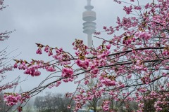 Kirschbluetenzeit-im-Olympiapark-8-von-50