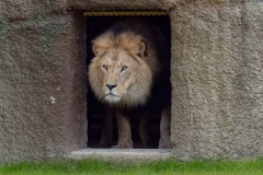 Tierpark-Hellabrunn-Loewenanlage-eroeffnet-13-von-16