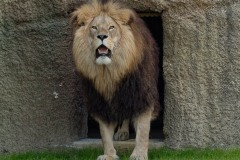 Tierpark-Hellabrunn-Loewenanlage-eroeffnet-16-von-16