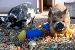 Die Kune Kune Schweine (Sus scrofa domesticus) Frieda (l.) und Lilly stoebern am Dienstag (30.03.2021) im Tierpark Hellabrunn in Muenchen durch ein Osternest.