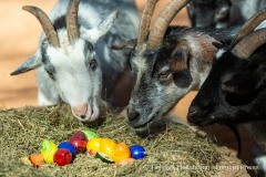 Westafrikanische Zwergziegen (Capra aegagrus hircus) stoebern am Dienstag (30.03.2021) im Tierpark Hellabrunn in Muenchen durch ein Osternest.