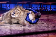 Circus-Krone-Star-Progamm-New-Memories-18-von-128