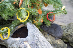 Mehrere Wildmeerschweinchen spielen am Freitag (18.12.2020) im Tierpark Hellabrunn in München mit ihren Weihnachtsgeschenken. Foto: Marc Müller/Tierpark Hellabrunn
