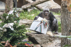 Ein Schimpanse spielt am Mittwoch (16.12.2020) im Tierpark Hellabrunn in München mit seinen Weihnachtsgeschenken. Foto: Marc Müller/Tierpark Hellabrunn