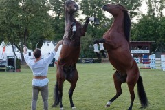 Welcome-Abend-Pferd-International-Muenchen-2022-42-von-65