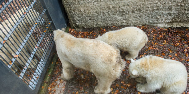 Eisbären in Hellabrunn