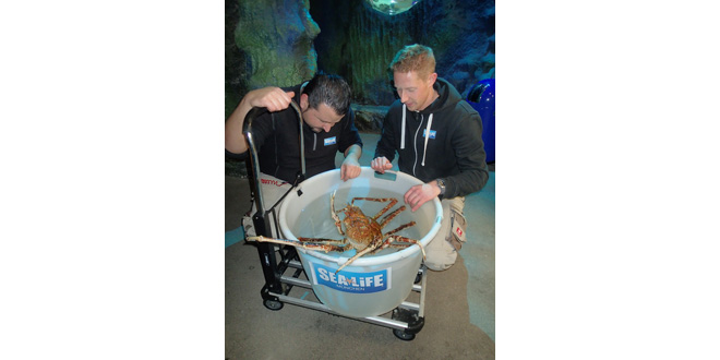 seespinne