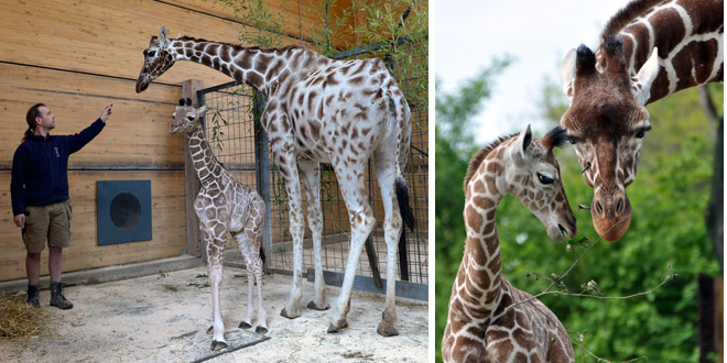 Hellabrunns Giraffendame Kabonga eingeschläfert