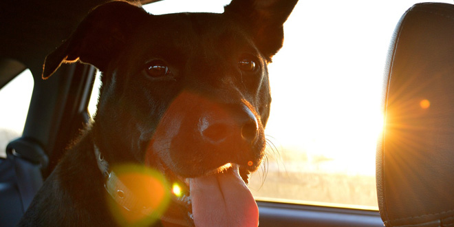 HUND im auto