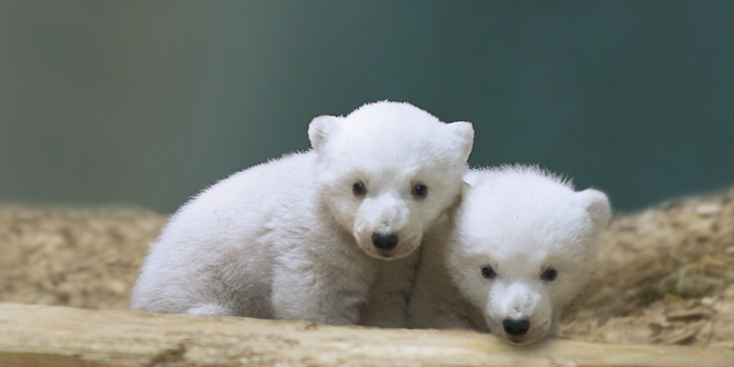 Eisbärbabys Nela und Nobby im Februar 2014 - Foto: Marc Müller