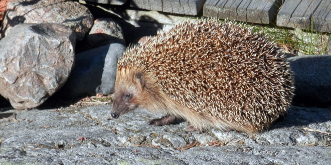 IGEL