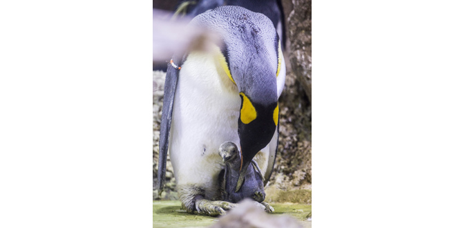 pinguin
