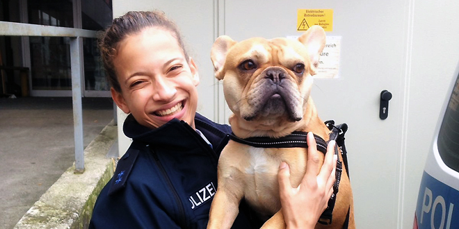 bulldogge