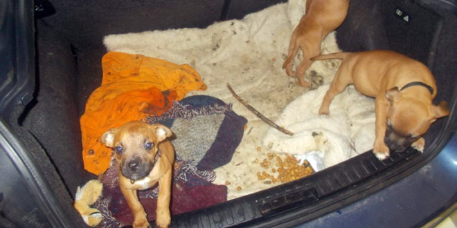 hundewelpen